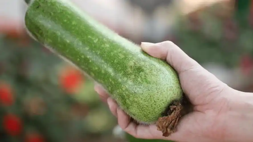 特别是桑麻的黑毛节瓜