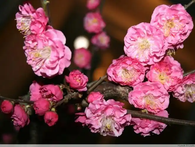 梅花(真梅系列-白须朱砂)