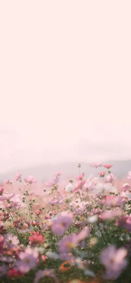 iphonex/xs/max 植物花卉 背景 主屏幕壁纸