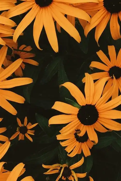 壁纸 许多橙色的紫锥花 3840x2160 uhd 4k 高清壁纸, 图片, 照片