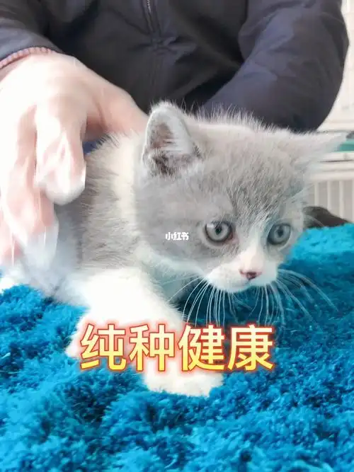 纯种英短蓝白幼猫
