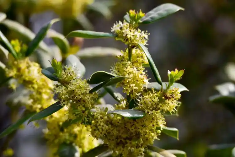 【原创】趵突泉公园——枸骨花 - 金城十八子 - 金城十八子的博客