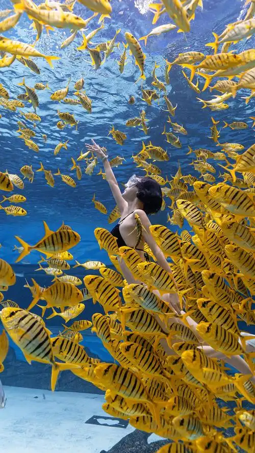 三亚潜水小黄鱼水下摄影