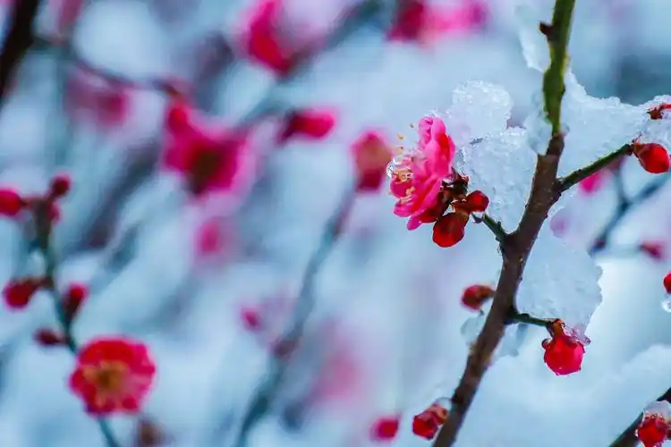 雪中梅花笑迎春