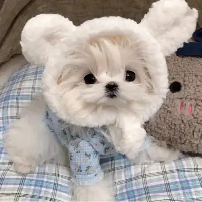 马尔济斯超级超级可爱78