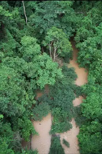 旅游,度假,美景,森林,树林,植物,西双版纳,中国,亚洲,景观,娱乐,云南