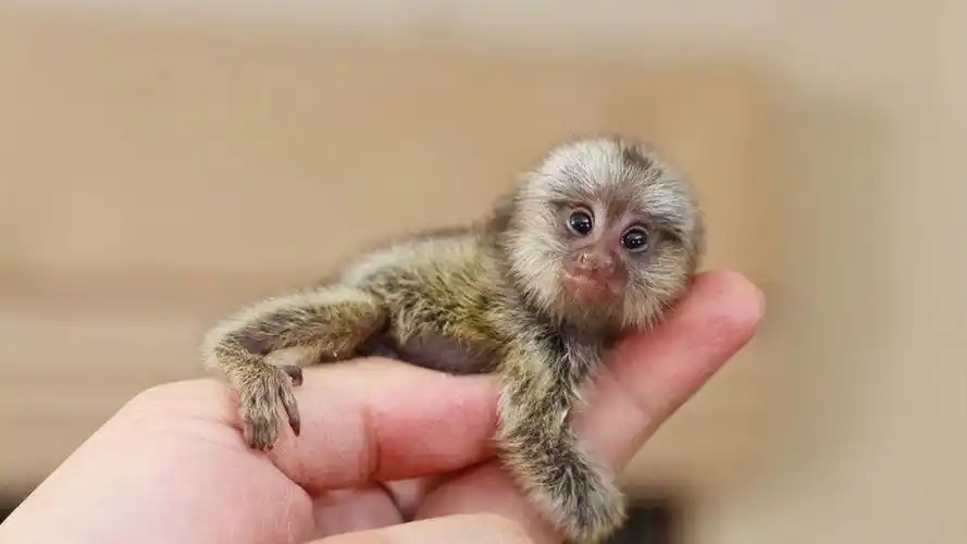 世界上最小的动物