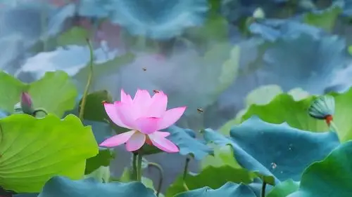 58m上传时间:2020-06-16壁纸标签:护眼壁纸封面图护眼壁纸【315】壁纸