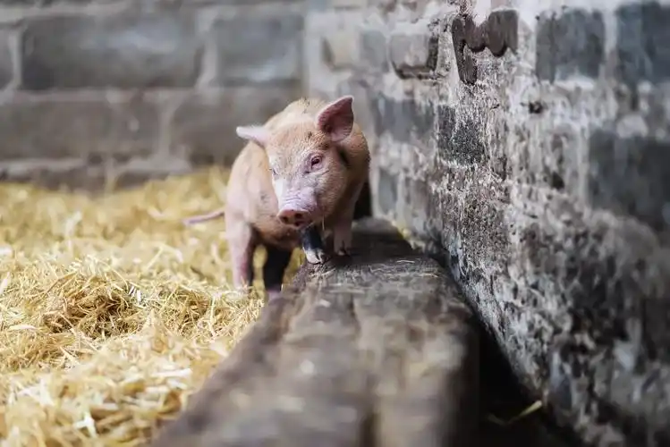自然动物猪风景稻草艺术设计建筑墙pigsanimalsstrawwall壁纸图片