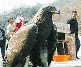 世界上最大的鸟,几乎没有天敌,网友:谁把杨过的大雕放出来了!