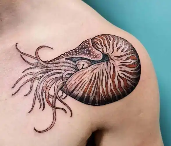 来自海洋的鹦鹉螺纹身