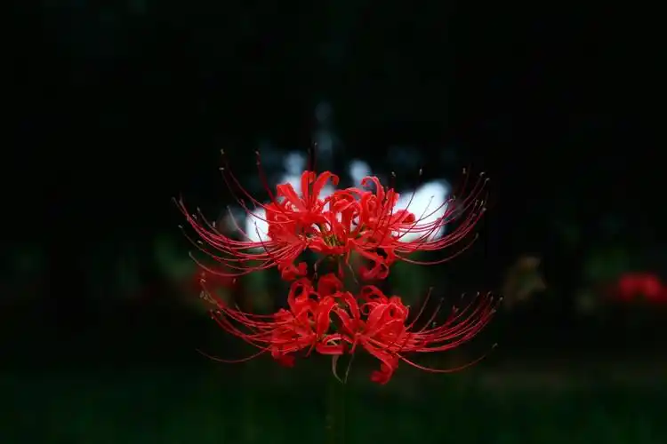 杜甫故里,彼岸花开