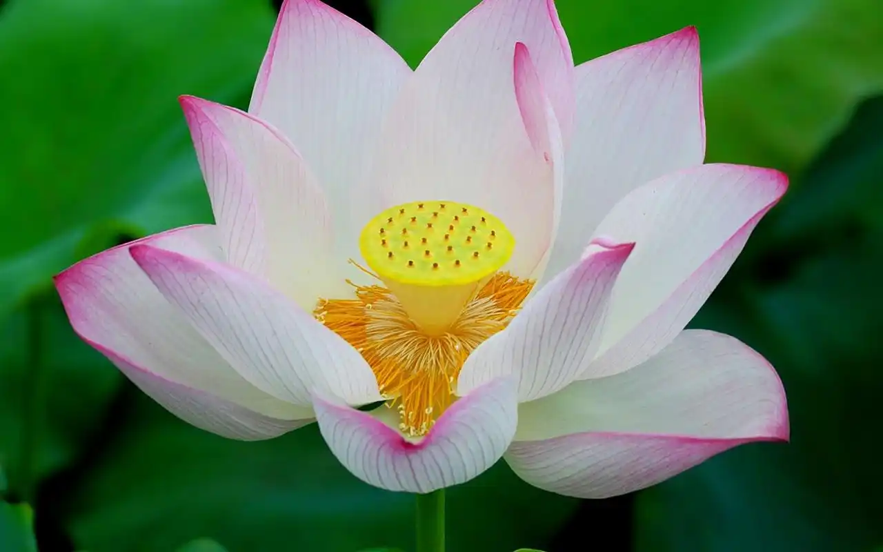 清新白莲花开壁纸图片