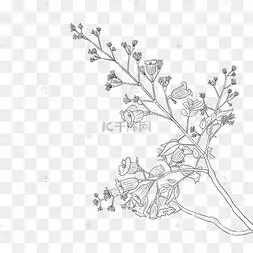 植物蓝花楹花朵