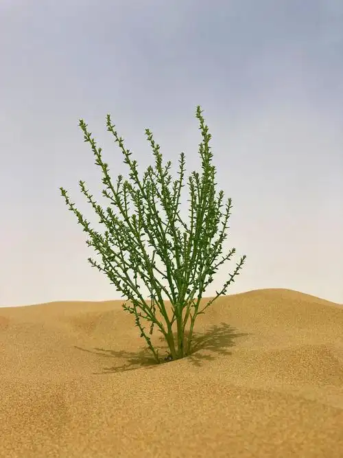 塔克拉玛干大沙漠里的一株绿色植物