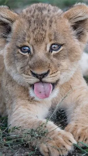 狮子幼崽休息,舌头 iphone 壁纸