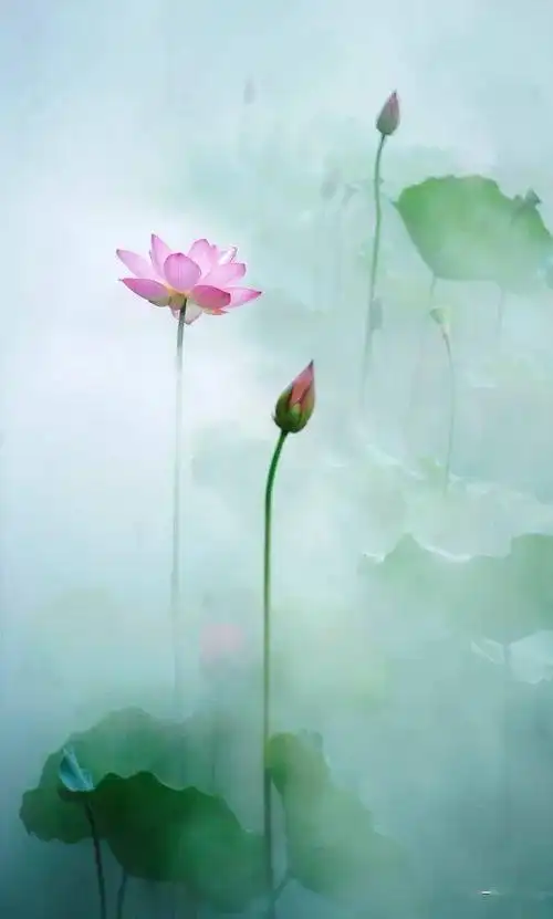一仝摄影仙境荷花美如画原创