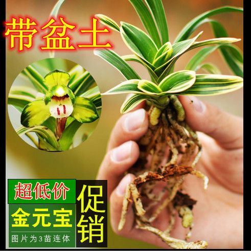 全部带盆土 浓香金边兰花 达摩冠 金元宝 超香 好勤花四季开花