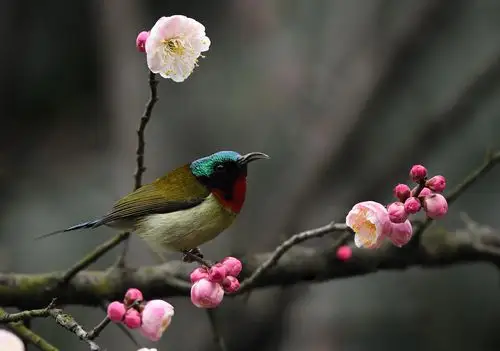 红梅花儿迎春开,小鸟枝头春意闹