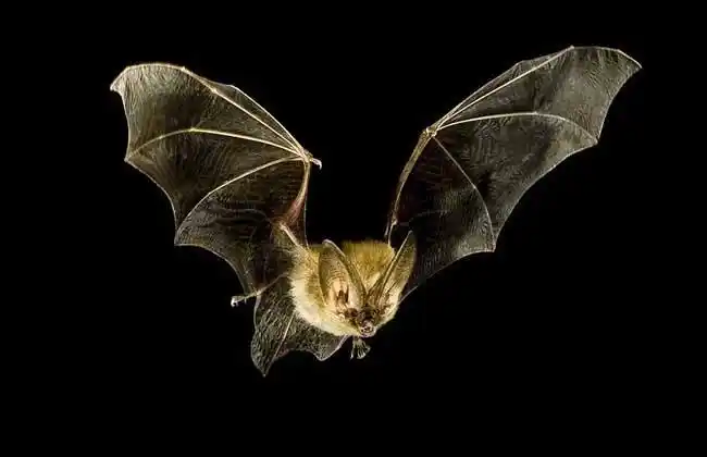 家里进蝙蝠怎么办