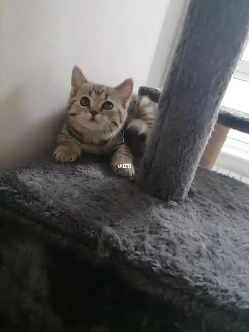 自家宠物虎斑和蓝猫生仔小常领养