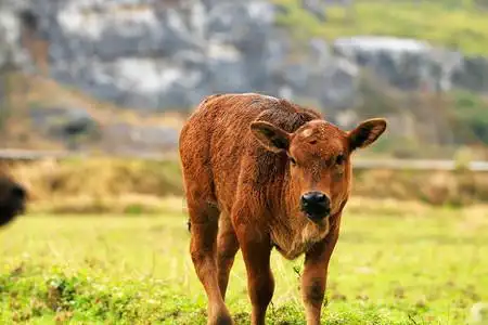 清明时节牧童吹笛高清背景图片正在吃草的黄牛高清背景图片回忆童年