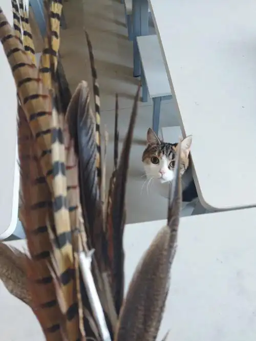 一根鸡毛修猫咪的十倍快乐