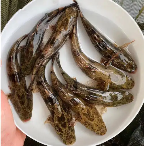 笋壳鱼多少钱一斤(笋壳鱼为什么这么贵)