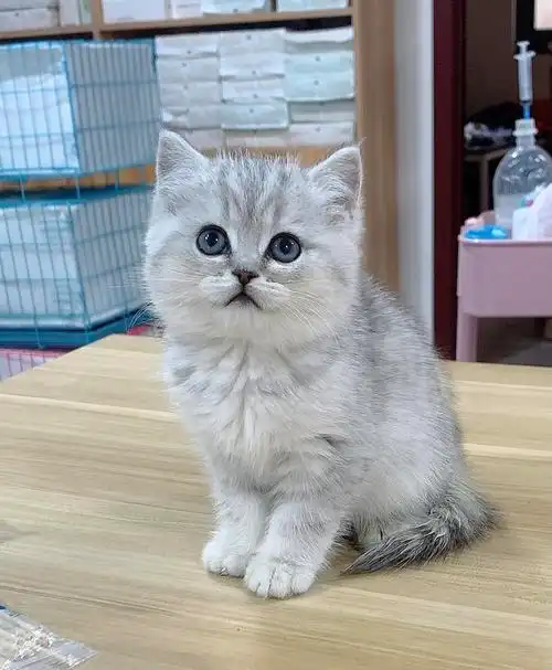 英短血统银渐层幼猫短毛小奶猫咪活物金渐层银点猫咪