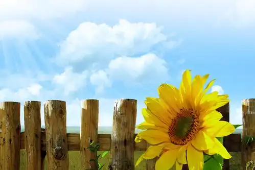 电脑壁纸 花卉 鲜花 向日葵象征着太阳