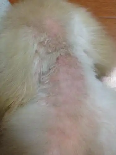 狗狗得了皮肤病,我在宠物店拿了药水回来自己泡,昨天用的,为什么它得