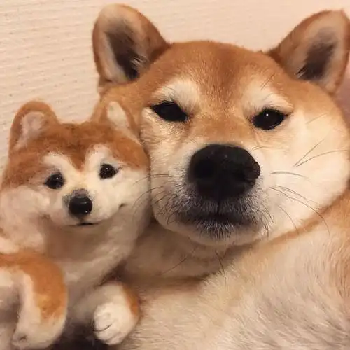 可爱柴犬高清微信萌宠头像图片