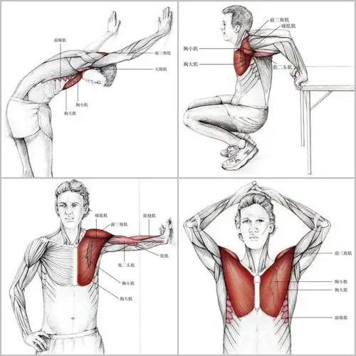 酸痛拉筋解剖书读书笔记了解135个拉伸动作
