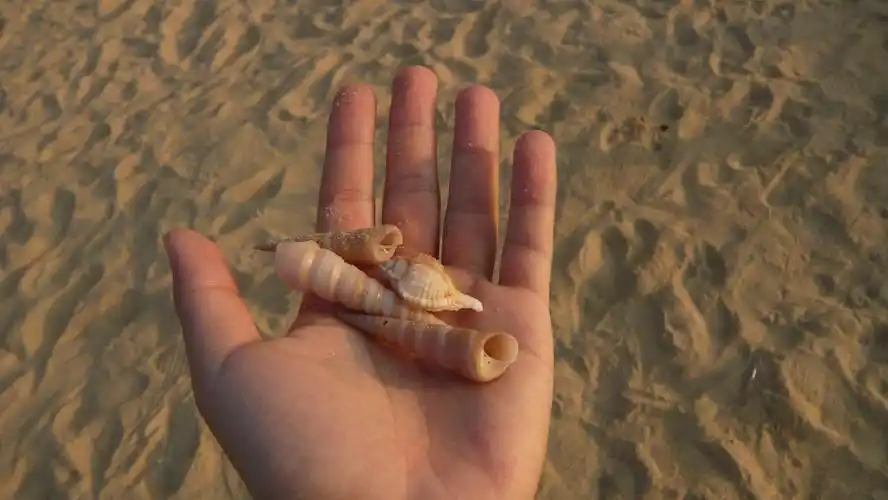 捡到的贝壳真的很小,这是极限了