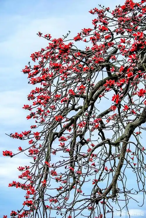 深圳木棉花开,春天要到啦