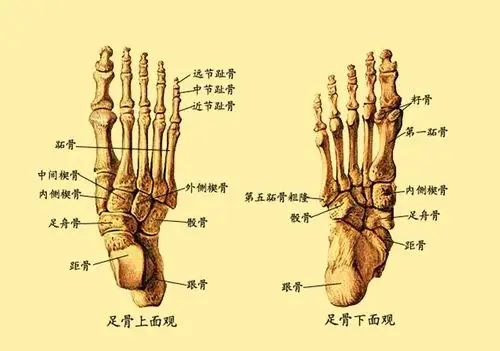 我们比欧美人少两块骨头是因为我们进化更充分吗