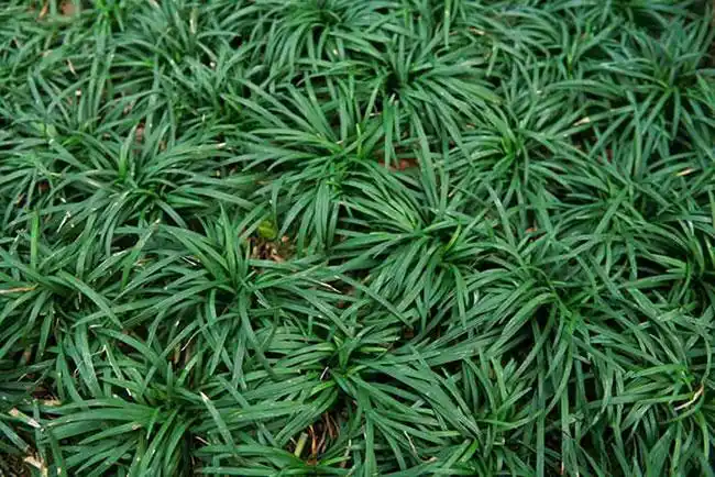 玉龙草会开花吗玉龙草开花是什么样子