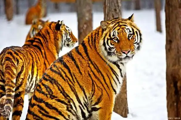 东北虎分布在中国东北地区的长白山,小兴安岭和松花江流域中游地区,因