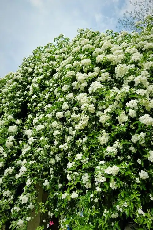 七里香很有夏天的感觉##带着微博去旅行##春游季