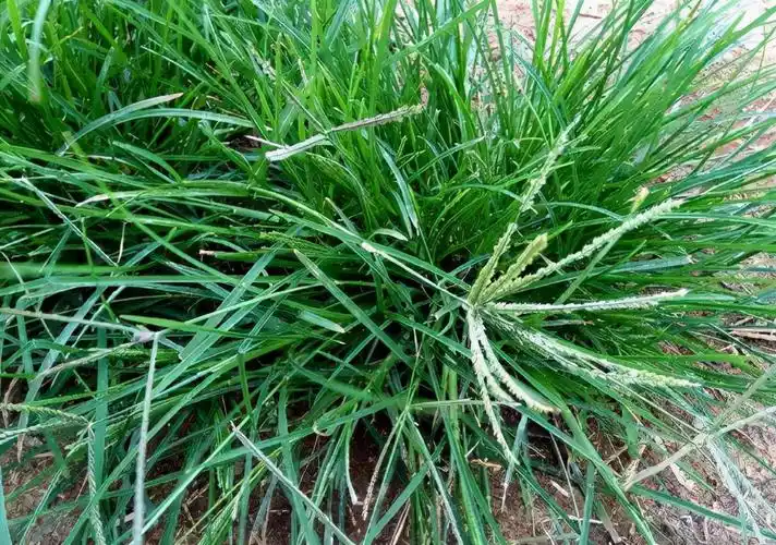 牛筋草收购多少钱牛筋草