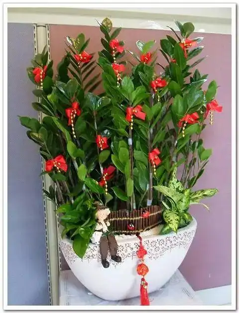 的苞片,淡黄的花蕊,还是非常漂亮的,主要是,你养的金钱树开花不常见