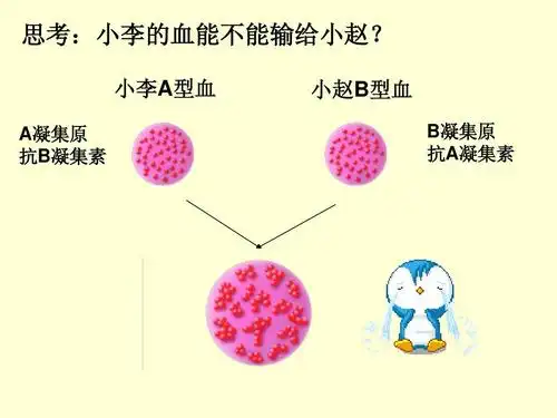 小赵b型血 b凝集原 抗a凝集素