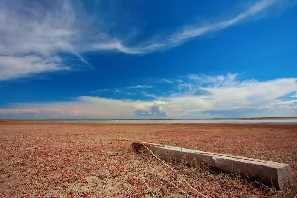 盐渍土地,盐渍土壤干草原