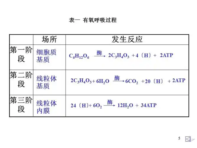 呼吸作用过程精课堂ppt