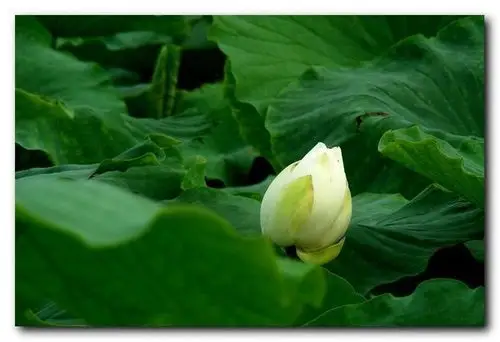 学拍白荷花—花苞篇(20p)