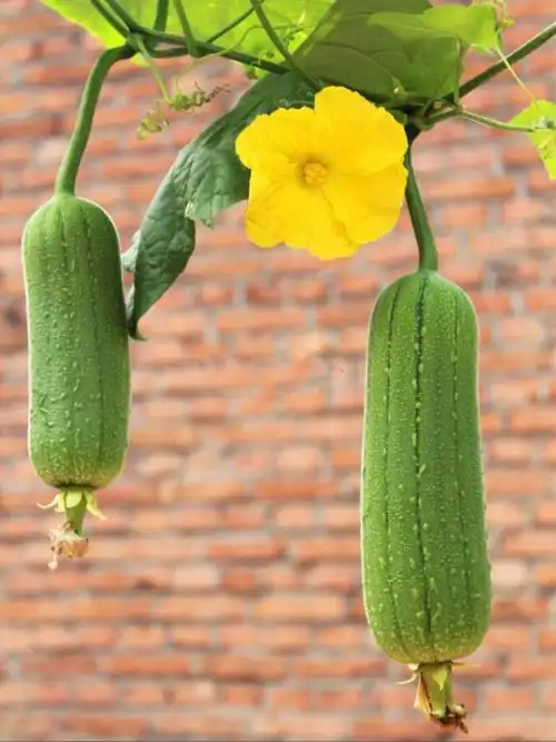 现货 短棒肉丝瓜新鲜 粗水瓜土老品种香丝瓜 3斤