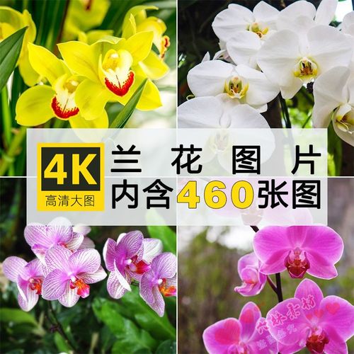 高清兰花图片粉红黄紫色唯美花卉花朵摄影特写电脑背景壁纸ps素材