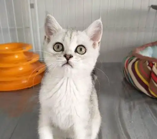 英短渐层蓝白小公