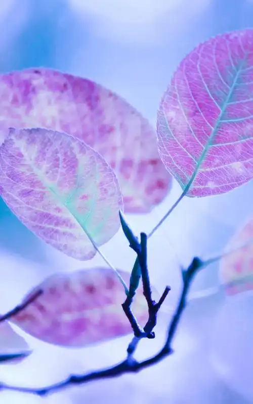 大自然植物摄影特写图片手机壁纸