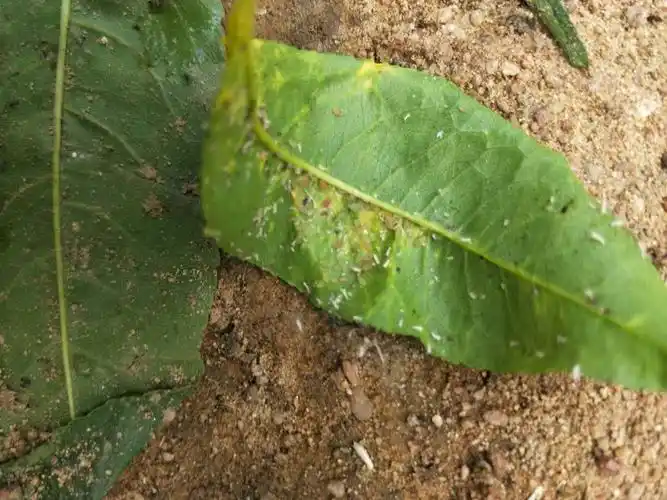 蚜虫天敌--扑刻除来了